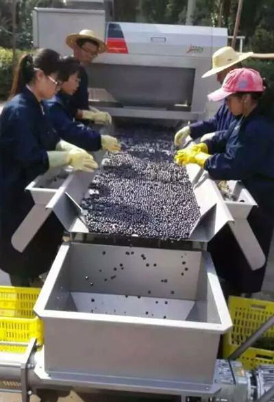 grape selecting